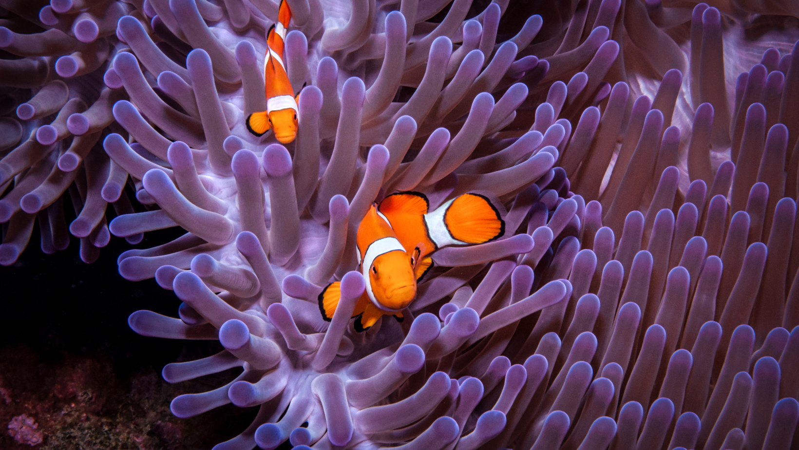 finding-nemo-goal-setting-lessons